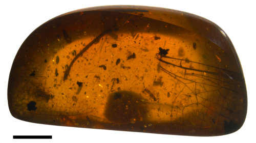 Burmese amber